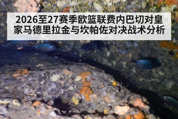 2026至27赛季欧篮联费内巴切对皇家马德里拉金与坎帕佐对决战术分析
